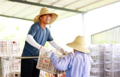 南营街道：金山黄桃火出圈