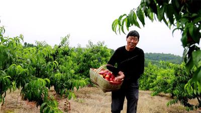 刘猴：“苹果”油桃喜丰收 果农增收乐开颜
