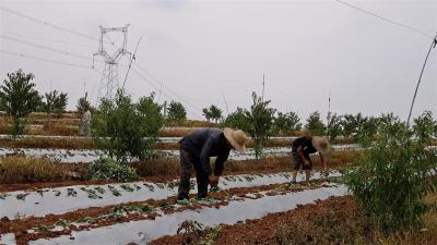 宜城：“双薯模式”进桃园节地增效促增收