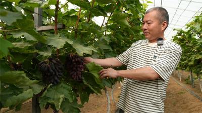  王集镇：“拇指”葡萄带来村民致富新路子