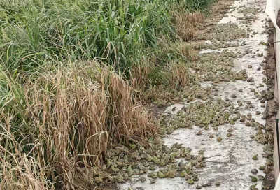  鄢城街道周岗村：稻田呱呱叫 增收好“钱”程