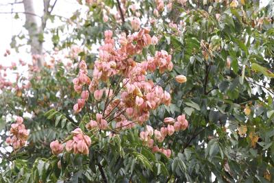 宜城市国有金牛山林场：栾树红果缀满枝 秋意渐浓惹人醉