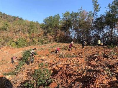 小河镇：建好林火阻隔带 筑牢生态“安全墙”