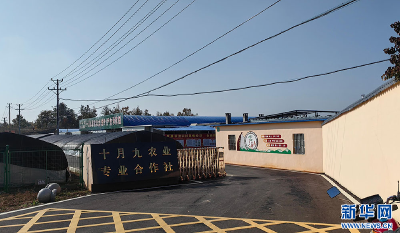 乡村振兴在行动丨乡村里的三大“平台”