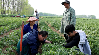宜城：农技护航 丰收有“薯”光