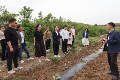 流水镇人大主席团：聚焦支点建设 助力地膜科学使用与回收