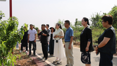【聚力支点建设·代表行动】板桥店镇人大主席团： 聚焦农文旅融合发展 助力乡村全面振兴