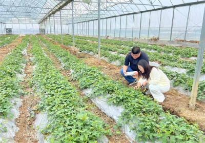 宜城市审计局：护航红薯育苗灌溉项目 助力农业增效农民增收