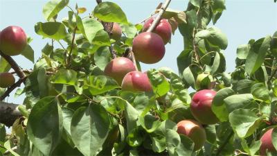 刘猴：红杏丰收香满园 果农笑迎采摘季