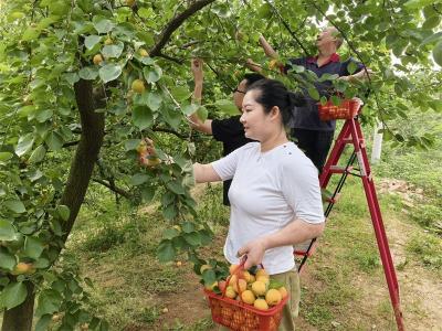 雷河镇廖河村：果香四溢迎客来 “杏福”产业助增收