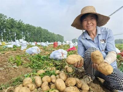 土里种出“金疙瘩”宜城土豆远销俄罗斯 