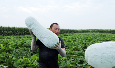 烈日下的“冬瓜大王”：一天采运4000斤 汗水浸透丰收答卷