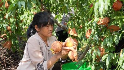 刘猴镇：黄桃喜丰收 品优销全国