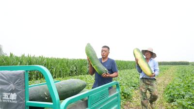 郑集镇：创新“麦茬套种”模式 冬瓜亩产3万斤抢鲜上市