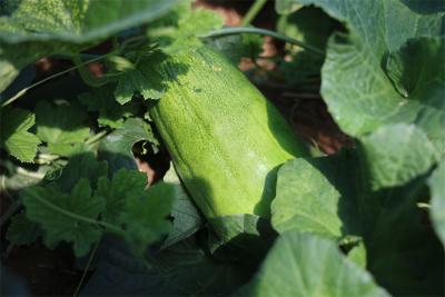 孔湾镇巧打“错季牌” 大棚菜瓜产销两旺