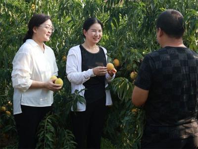 桃园硕果映新颜 智汇共商兴乡村