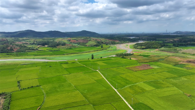 湖北宜城：风吹稻浪绘“丰”景