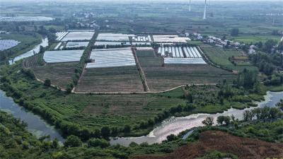 流水镇：豇豆丰收采摘忙 轮作模式促增收