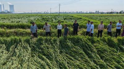 宜城多地农作物受灾 人保财险快速响应助力农户减灾复产