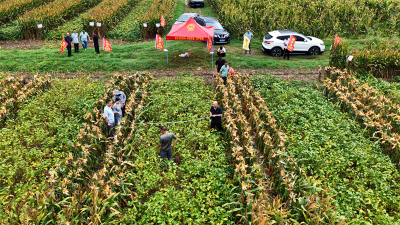 “一地双收”！宜城市大豆玉米带状复合种植测产获丰收