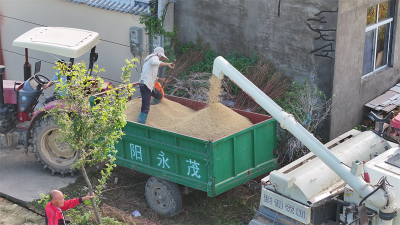 龙头街道多举措保障稻谷颗粒归仓