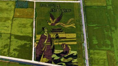 稻香穗沉！宜城稻田画迎来最佳观赏期