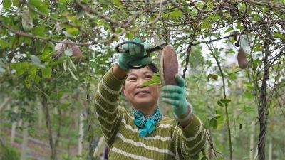 宜城市：特色产业结硕果 八月瓜种植助力村强民富