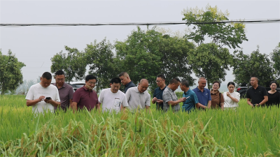 宜城市：田间设擂台 良种“大比武”