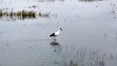 “国宝”东方白鹳连续两年“做客”宜城万洋洲国家湿地公园
