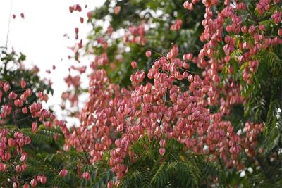 国有金牛山林场：五百亩栾树红果满枝 绘就秋日生态画卷