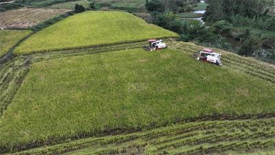 流水镇：全力抢收秋粮 确保颗粒归仓