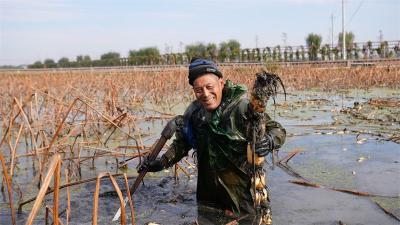 郑集镇魏岗村：“藕”遇丰收 低洼地变身“聚宝盆”