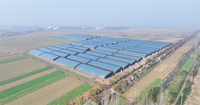 【云视听】南营街道官庄村：智慧大棚抢农时 反季果蔬促增收