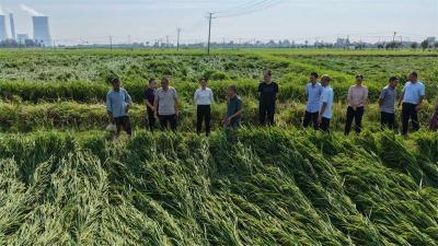 宜城：高效赔付解农忧 筑牢农业生产防线