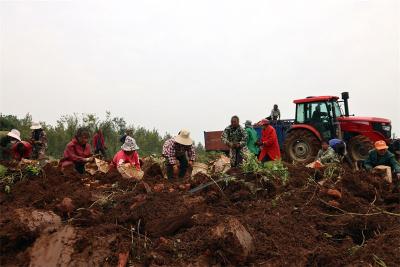 宜城“薯光”点亮乡村振兴路 就业万余人、年产值超5亿元