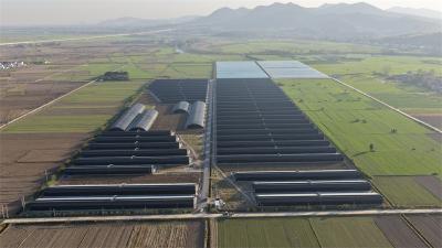 小河镇石灰村：智能大棚兴产业 家门口就业促增收