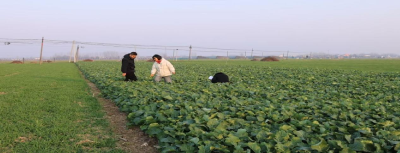 时时掌握农情  真情服务三农