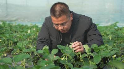 90后青年袁文武：十年匠心育莓 甜蜜产业助力乡村振兴