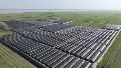 郑集镇：招商引“菌”来 3000亩闲田生“金”财