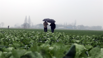 宜城：农技专家雪地“出诊”小麦油菜越冬“有方”