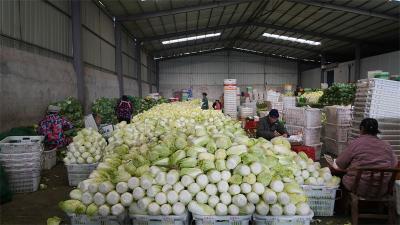 50余品种占据全国半壁江山 王集娃娃菜“种”出3亿富民产业