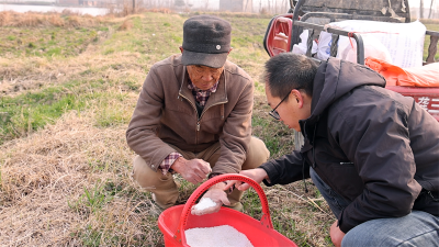 寒潮来袭 湖北宜城农技专家田间“把脉开方”