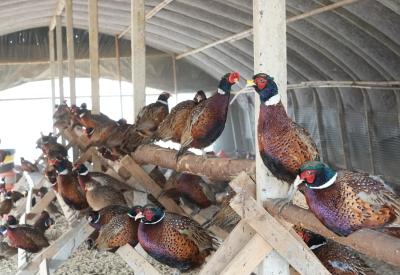 襄阳宜城：从田垄到特色养殖场 六旬农人的“山鸡致富经”