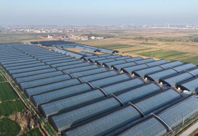 宜城：智慧大棚辣椒抢“鲜”上市 科技赋能冬日“菜篮子”