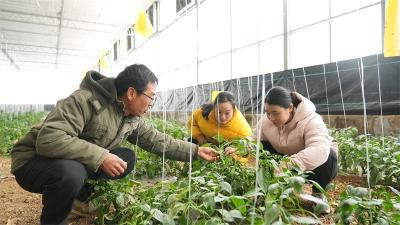 宜城：农业指导+电力护航 保障蔬菜稳产供应 