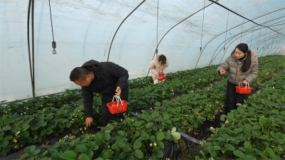 雷河镇前锋村：大棚草莓“甜蜜”上市 采摘经济助力乡村振兴