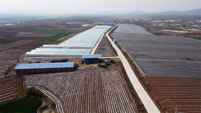 板桥店镇王台村：特色产业铺就乡村振兴富民路