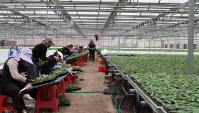 宜城：西瓜大镇育苗忙 “农技”护航促丰收 