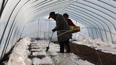 【新春走基层】流水镇：抢抓农时栽瓜苗 特色产业助增收