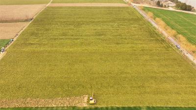  龙头街道：千亩麦冬迎丰收 每亩收入超万元